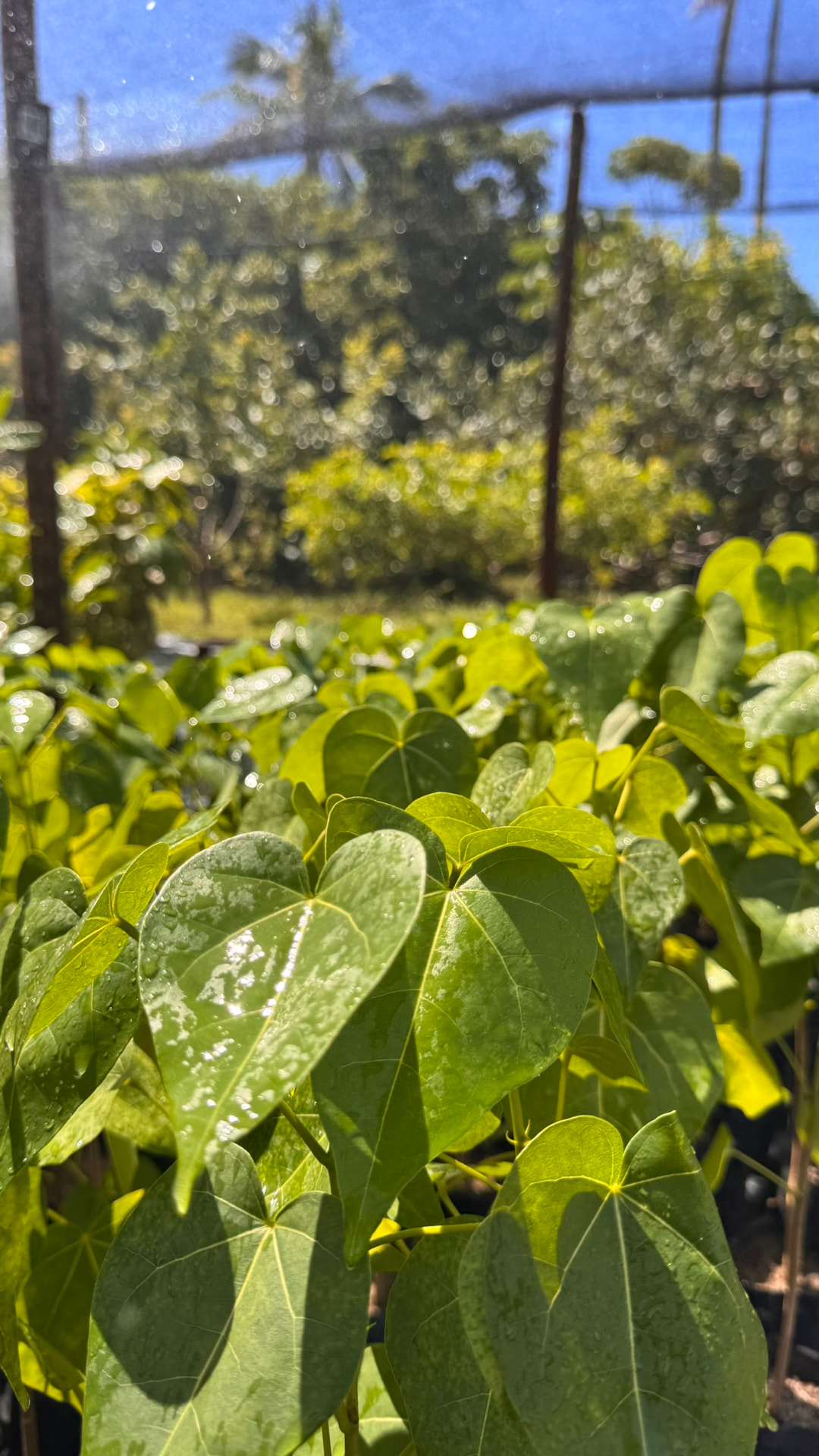 Mudas nativas em produção sob sombrite no viveiro