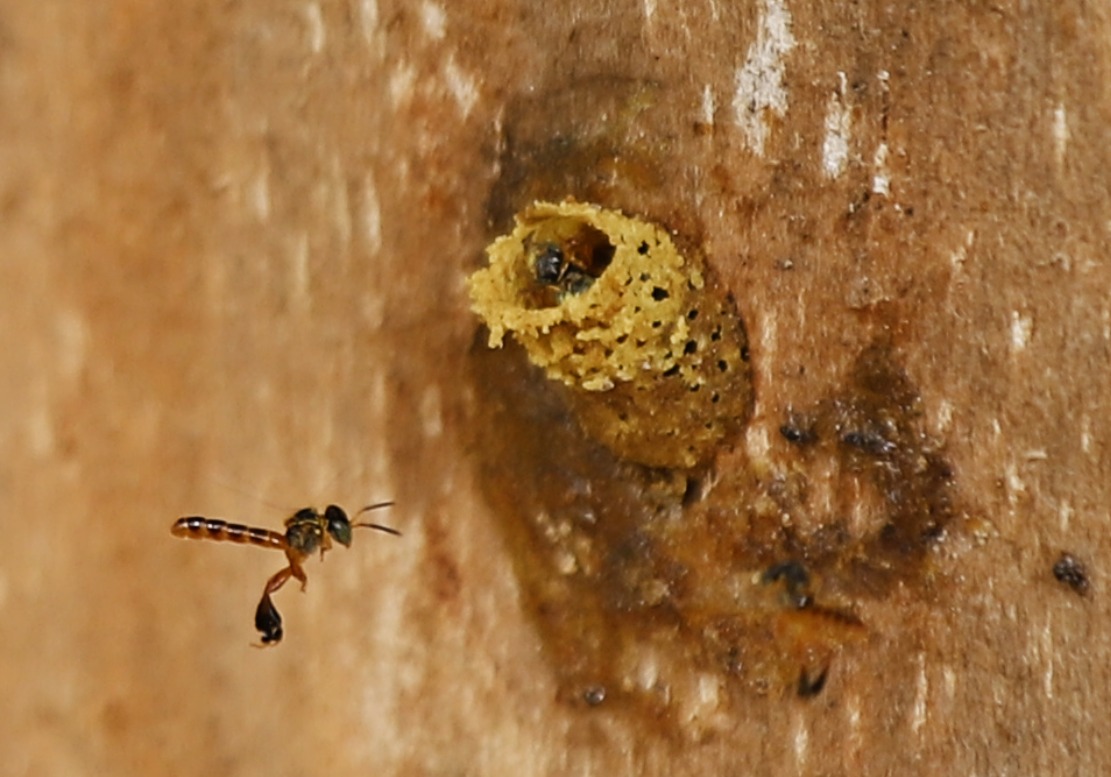Manejo de colmeia de abelhas nativas sem ferrão em meliponário