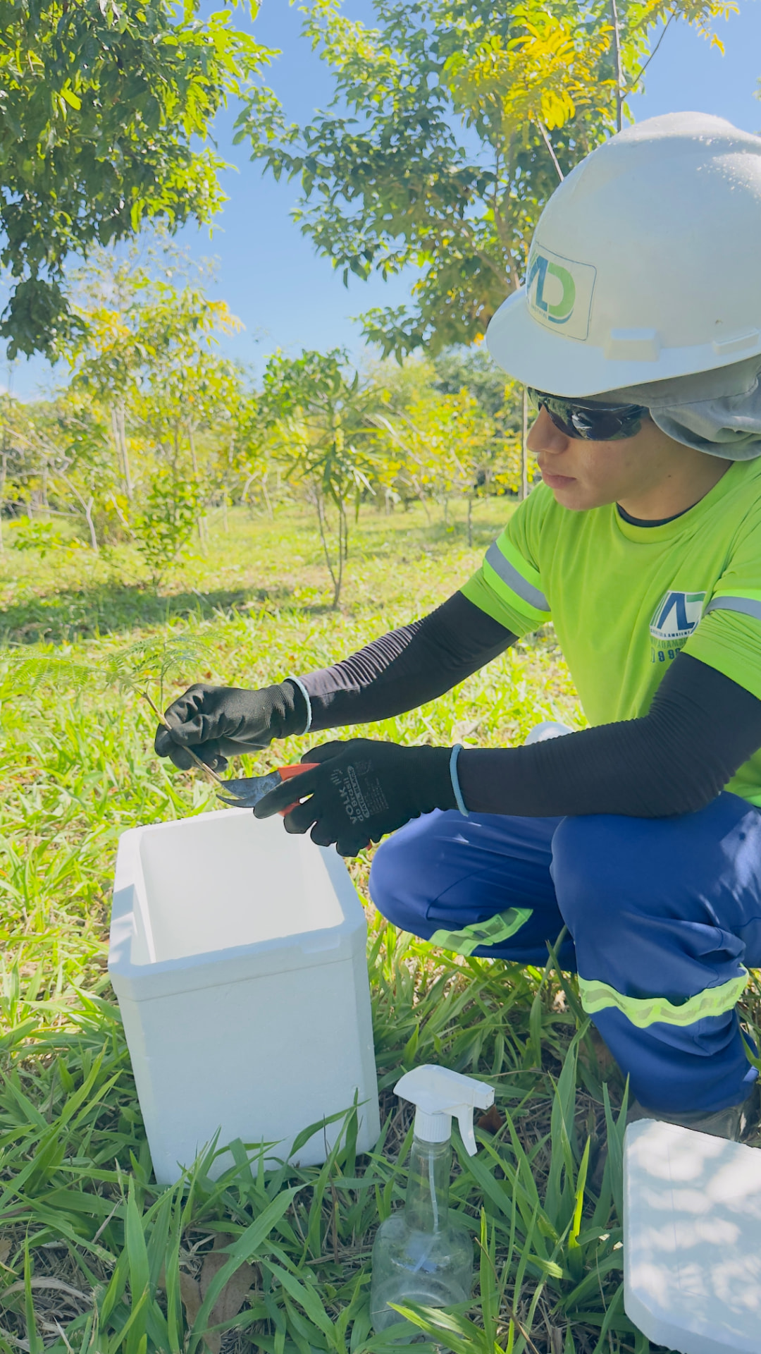 Técnica da AD Consultoria Ambiental em coleta de material vegetal no campo