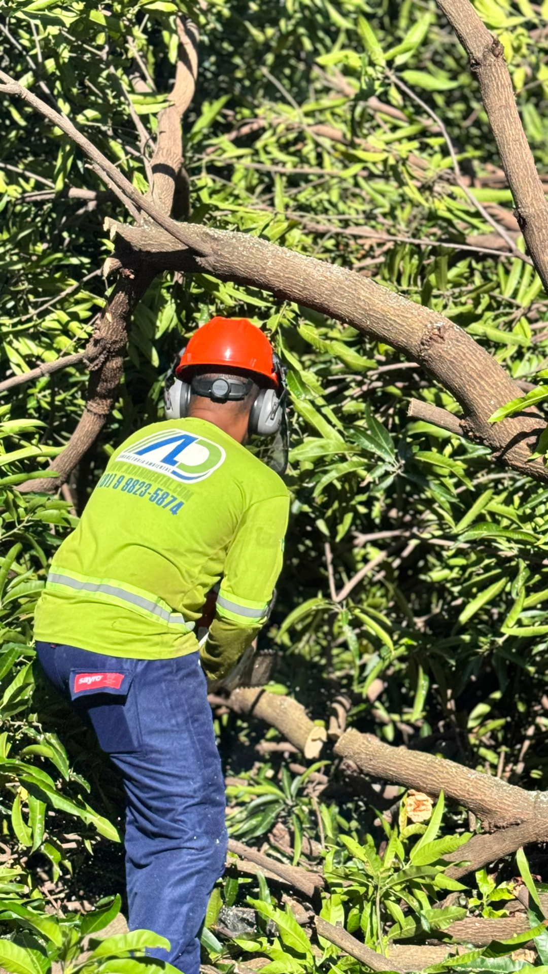 Equipe técnica da AD Consultoria Ambiental acompanhando supressão vegetal em todas as etapas do processo