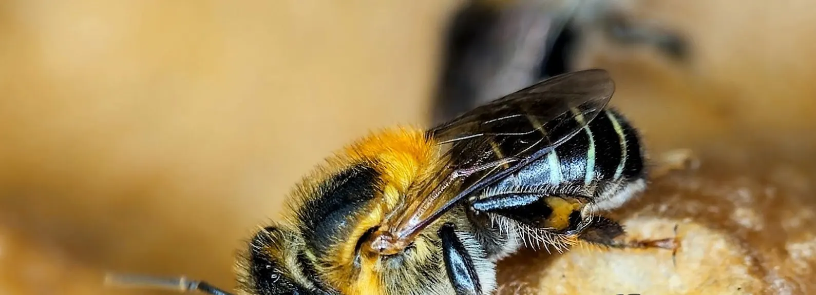 Abelha nativa sem ferrão pousada em flor, símbolo do projeto de meliponicultura da AD Consultoria Ambiental
